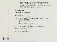 刺皮菌屬藏品圖，第2張