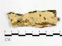 顯絲菌屬藏品圖，第1張