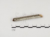 冇骨消絲齒菌藏品圖，第1張
