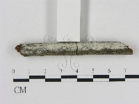 冇骨消絲齒菌藏品圖，第3張