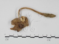 登錄號:F0010561藏品圖，第3張