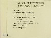 纖孔菌屬藏品圖，第2張