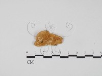 登錄號:F0010564藏品圖，第1張