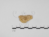 登錄號:F0010564藏品圖，第3張