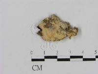 登錄號:F0010566藏品圖，第1張