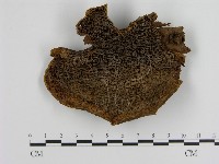 登錄號:F0010567藏品圖，第1張