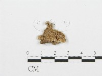 裂褶菌藏品圖，第3張