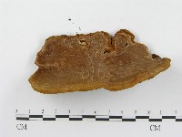 木層孔菌屬藏品圖，第3張