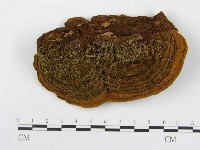 木層孔菌屬藏品圖，第4張