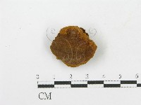 木層孔菌屬藏品圖，第1張