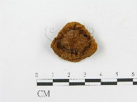 木層孔菌屬藏品圖，第3張