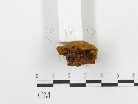 木層孔菌屬藏品圖，第4張