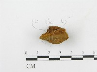 木層孔菌屬藏品圖，第5張