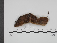 登錄號:F0010571藏品圖，第1張