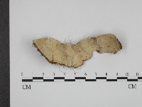 登錄號:F0010571藏品圖，第3張