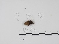 登錄號:F0010572藏品圖，第1張