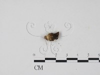 登錄號:F0010572藏品圖，第3張