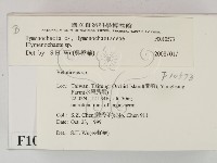 刺革菌屬藏品圖，第2張