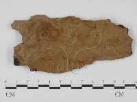 刺革菌屬藏品圖，第1張