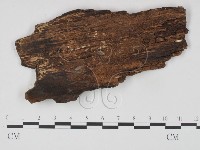 刺革菌屬藏品圖，第3張