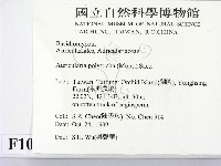 毛木耳藏品圖，第2張