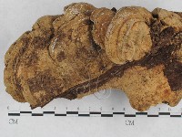 登錄號:F0010575藏品圖，第1張