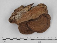 登錄號:F0010576藏品圖，第3張