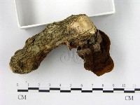 登錄號:F0010579藏品圖，第1張