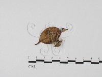 登錄號:F0010581藏品圖，第1張