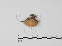 登錄號:F0010581藏品圖，第3張