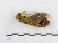 登錄號:F0010582藏品圖，第5張