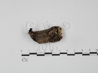 登錄號:F0010583藏品圖，第1張