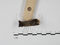 登錄號:F0010583藏品圖，第3張