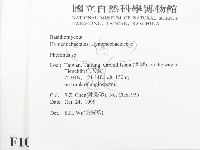 木層孔菌屬藏品圖，第2張