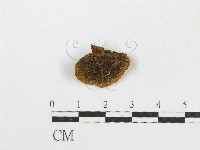 木層孔菌屬藏品圖，第3張