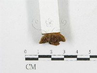 木層孔菌屬藏品圖，第4張