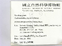 毛木耳藏品圖，第2張