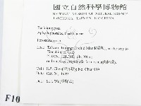 孔韌菌屬藏品圖，第2張