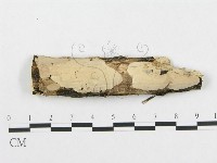 孔韌菌屬藏品圖，第1張