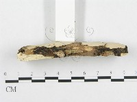 孔韌菌屬藏品圖，第3張