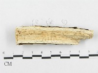 孔韌菌屬藏品圖，第4張