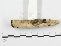 孔韌菌屬藏品圖，第5張