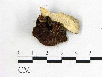 毛木耳藏品圖，第3張