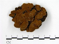 登錄號:F0010591藏品圖，第1張