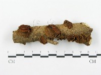 登錄號:F0010595藏品圖，第1張