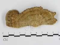 登錄號:F0010596藏品圖，第1張