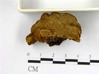 登錄號:F0010597藏品圖，第1張