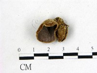 毛木耳藏品圖，第1張