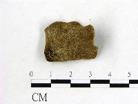 毛木耳藏品圖，第3張