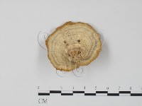 栓菌屬藏品圖，第1張